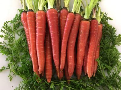 Carrot 'Malbec Red' - 6pk