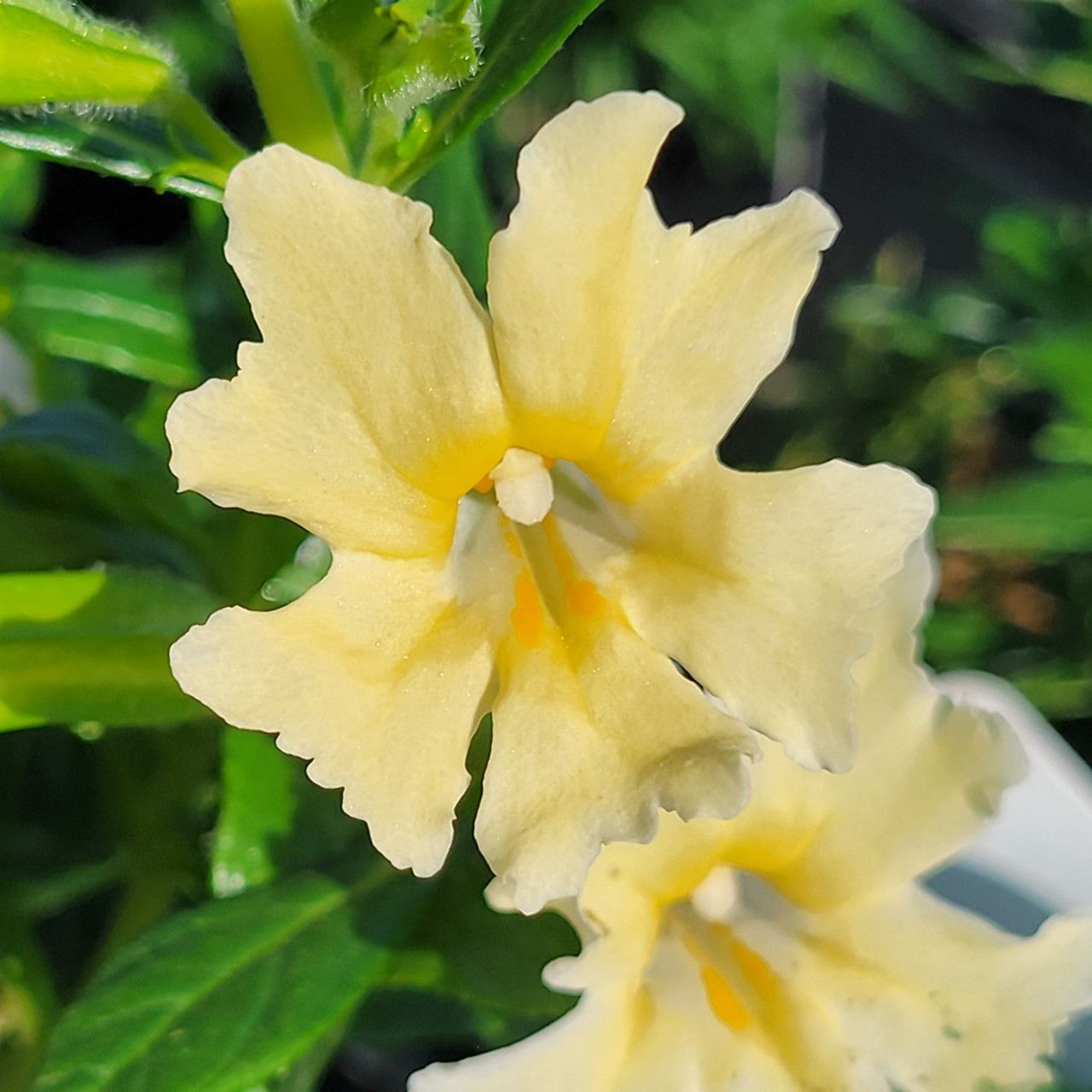 Mimulus bifidus (Bush Monkeyflower, Light Yellow) - 1 gal