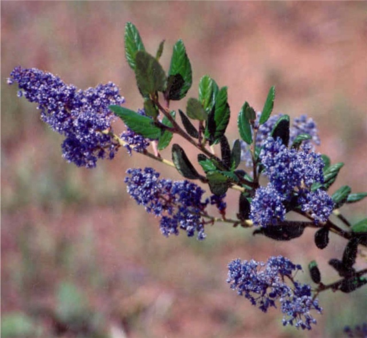 Ceanothus &#39;Ray Hartman&#39; (Mountain Lilac) - 1g