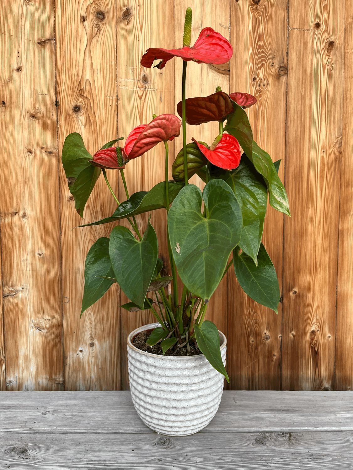 6.5&quot; Honeycomb Planter - Seashell
