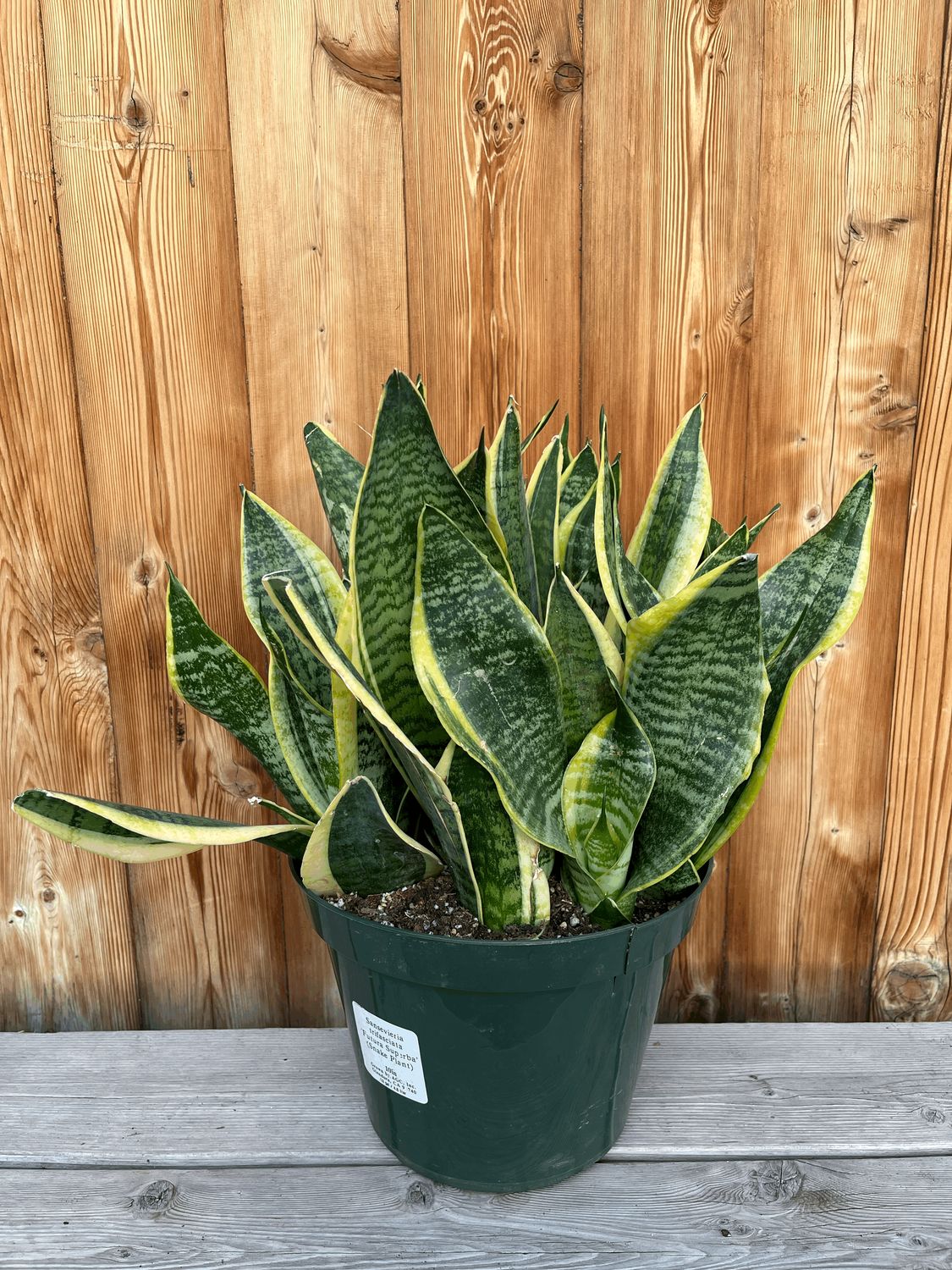 Sansevieria trifasciata &#39;Futura Superba&#39; (Snake Plant) - 10&quot;