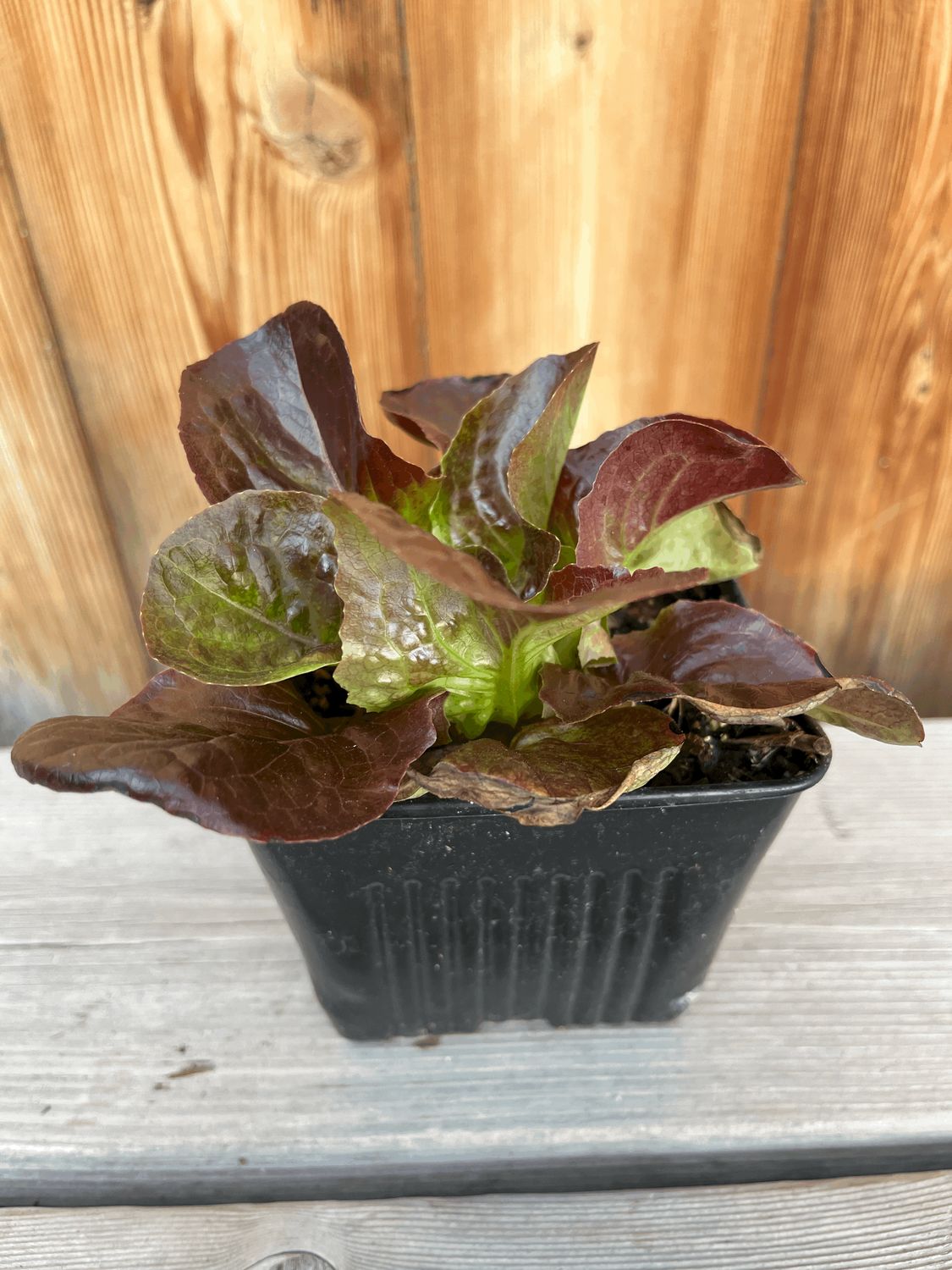 Lettuce &#39;Cegolaine&#39; - 4&quot;