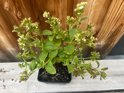 Sugar Plant (Stevia) - 4&quot;