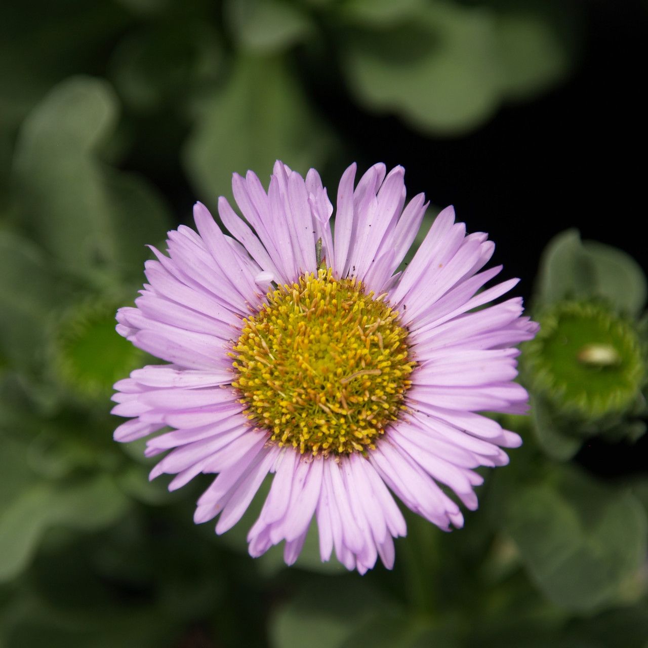 Erigeron glaucus &#39;Bountiful&#39; - 1 gal