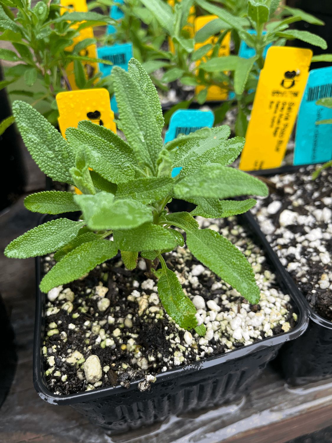 Salvia clevelandii &#39;Pozo Blue&#39; - 4&quot;
