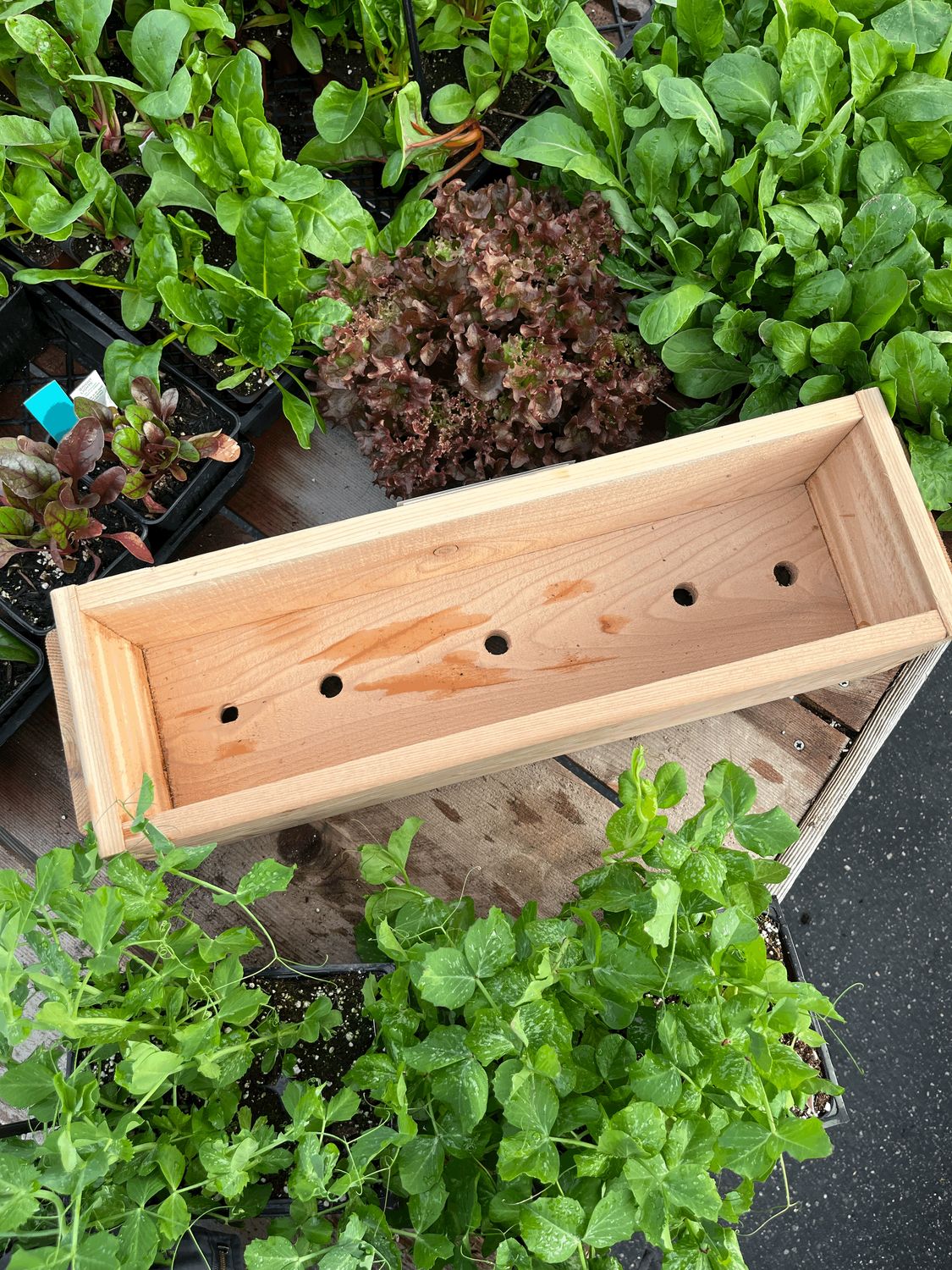 Cedar Herb or Flower Box