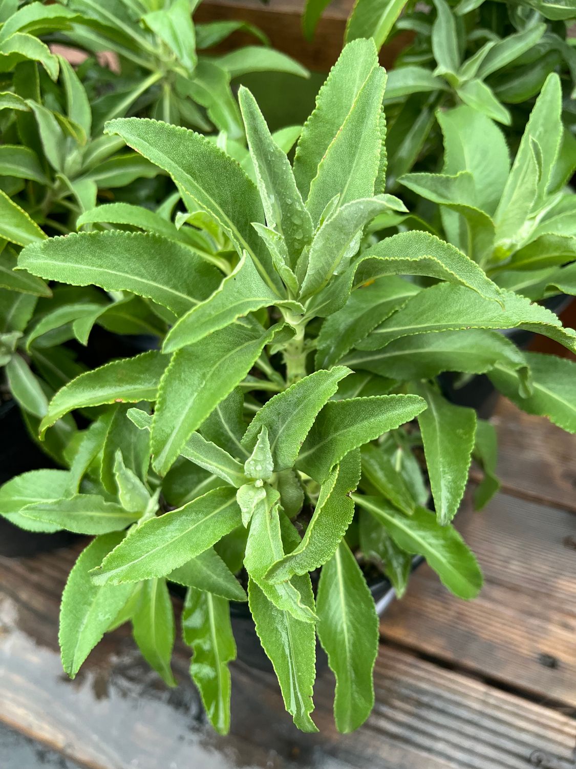 Salvia apiana &#39;Compacta&#39; - 1 gal (Compact White Sage)