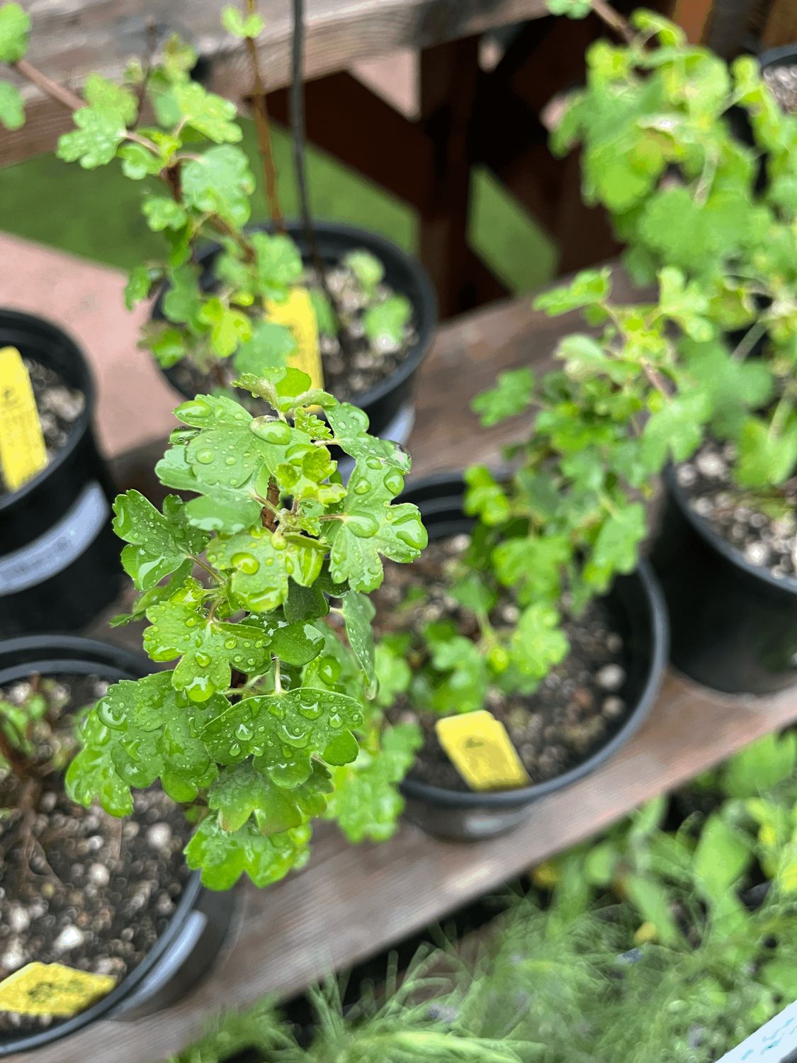 Ribes aureum var. gracillimum - 1 gal (Golden Currant)