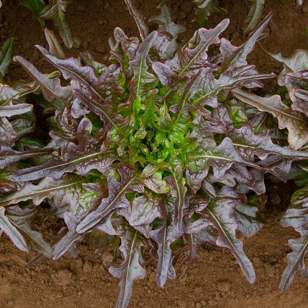 Lettuce &#39;Red Oak Leaf&#39; - 6pk