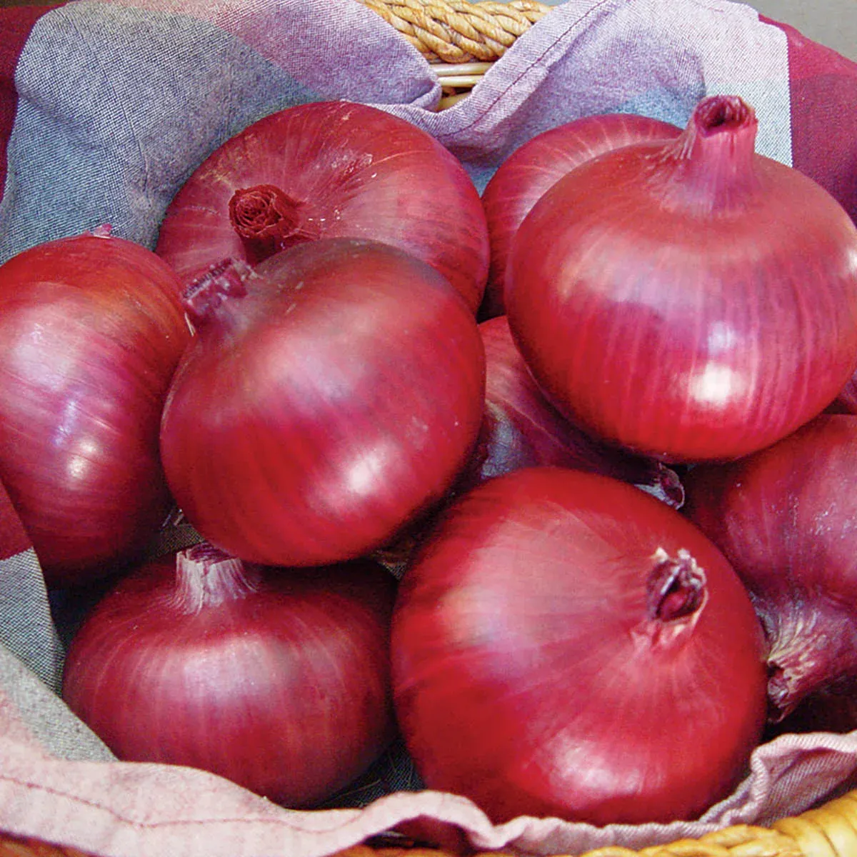 Onion &#39;Chianti Red&#39; - 6pk