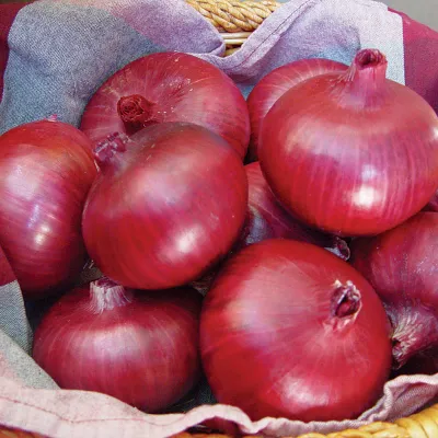 Onion &#39;Chianti Red&#39; - 6pk