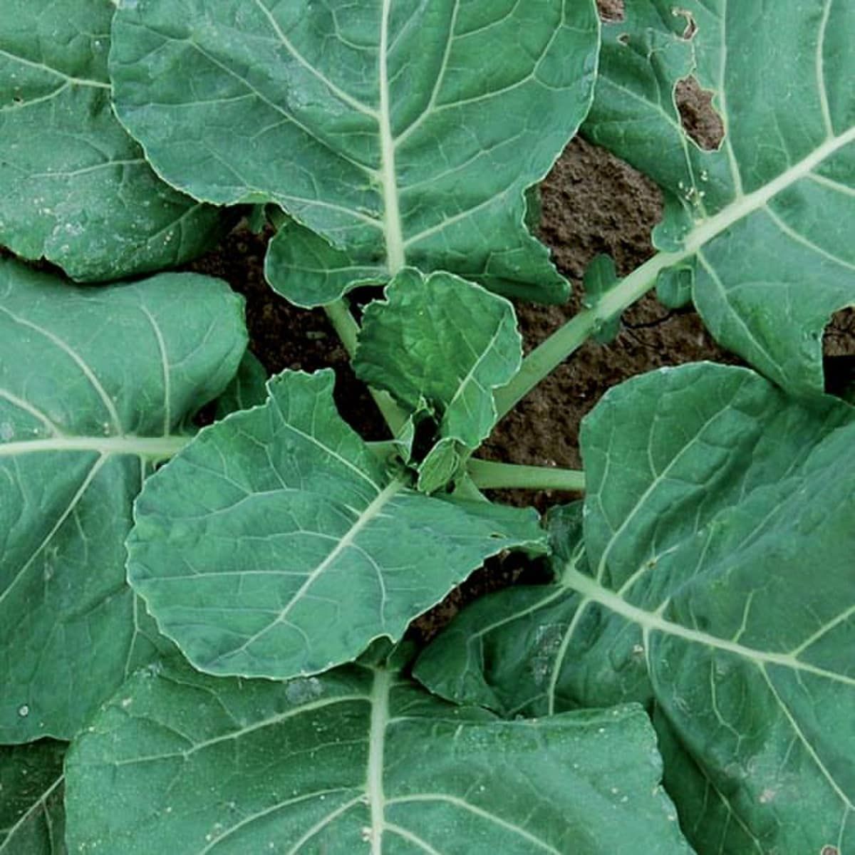 Collard Greens &#39;Vates&#39; - 4&quot;