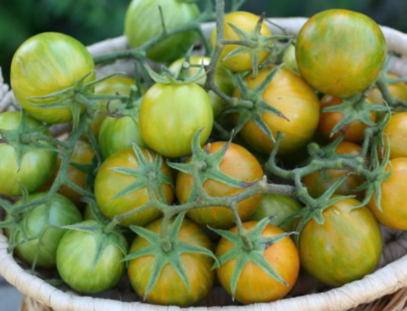 Tomato &#39;Green Zebra Cherry&#39; - 4&quot; (CG)