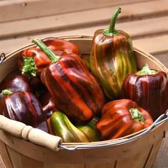 Sweet Pepper &#39;Candy Cane Chocolate Cherry&#39; - 1 gal