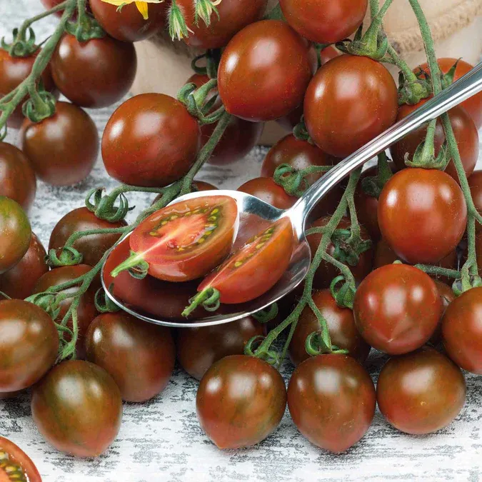 Tomato &#39;Chocolate Sprinkles - 4&quot; (CG)