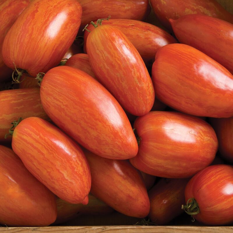 Tomato &#39;Speckled Roman&#39; - 4&quot;