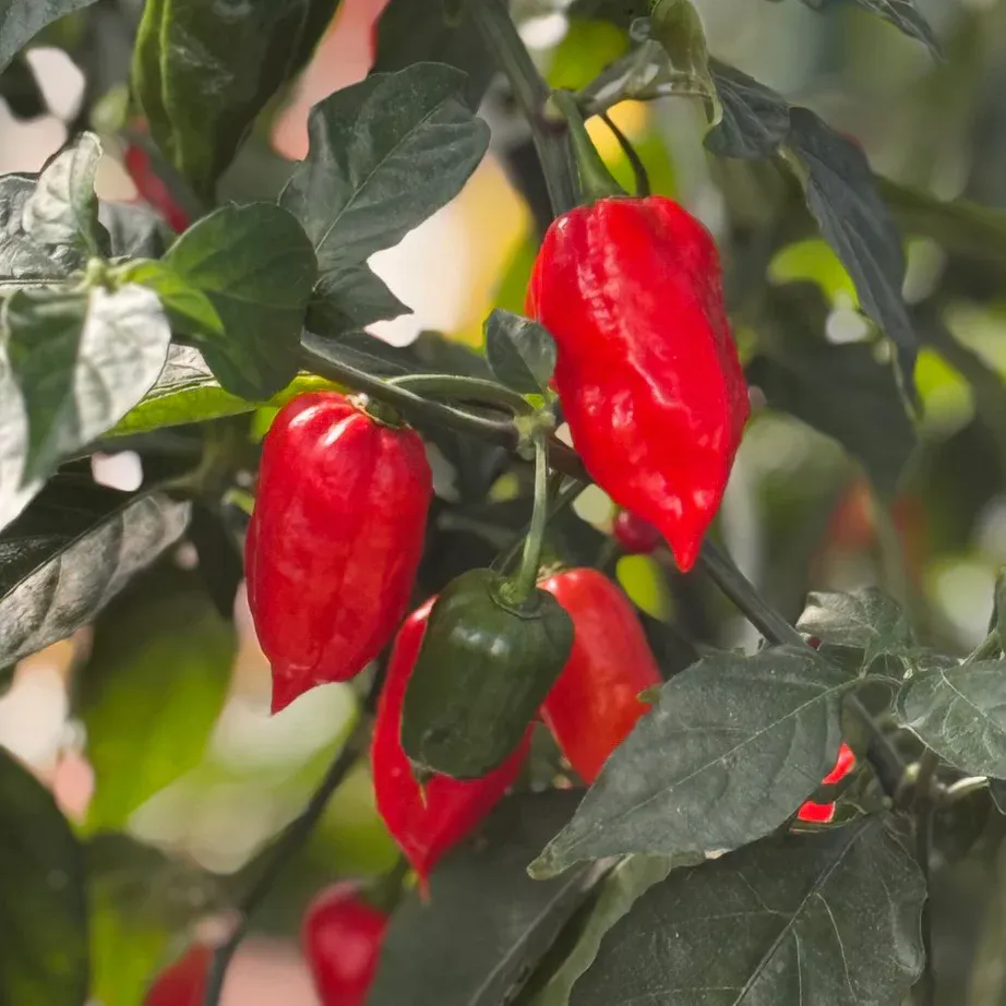 Chili Pepper &#39;Bhut Jolokia&#39; (Ghost Pepper) - 4&quot;