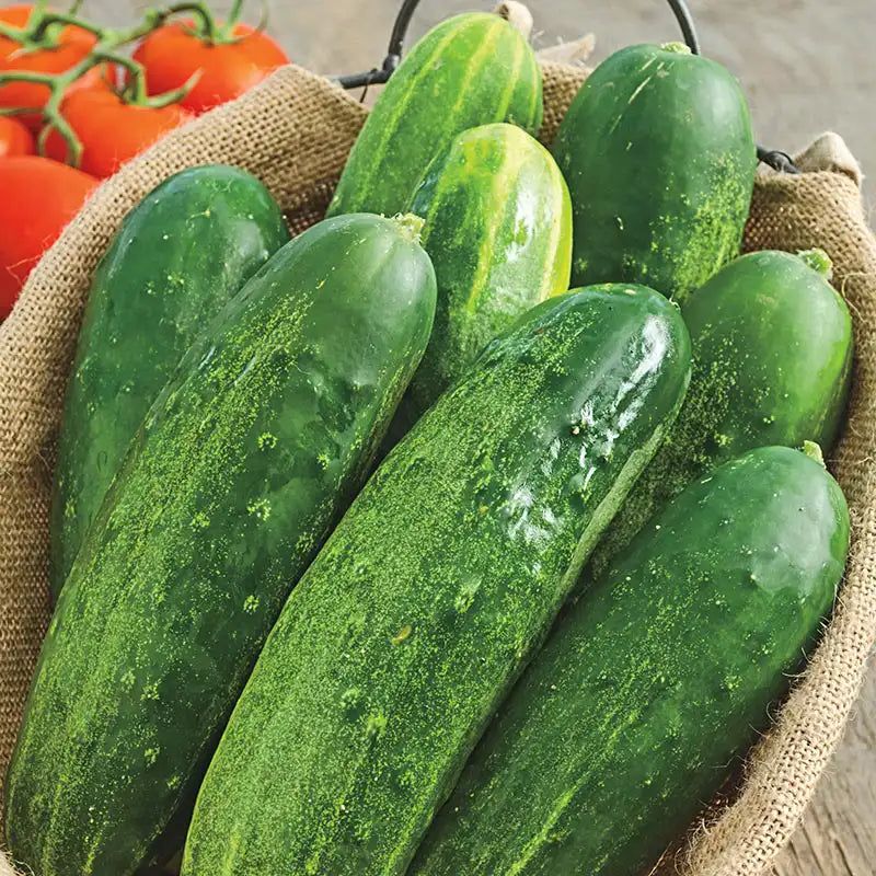 Cucumber &#39;Straight 8&#39; OG - 6pk