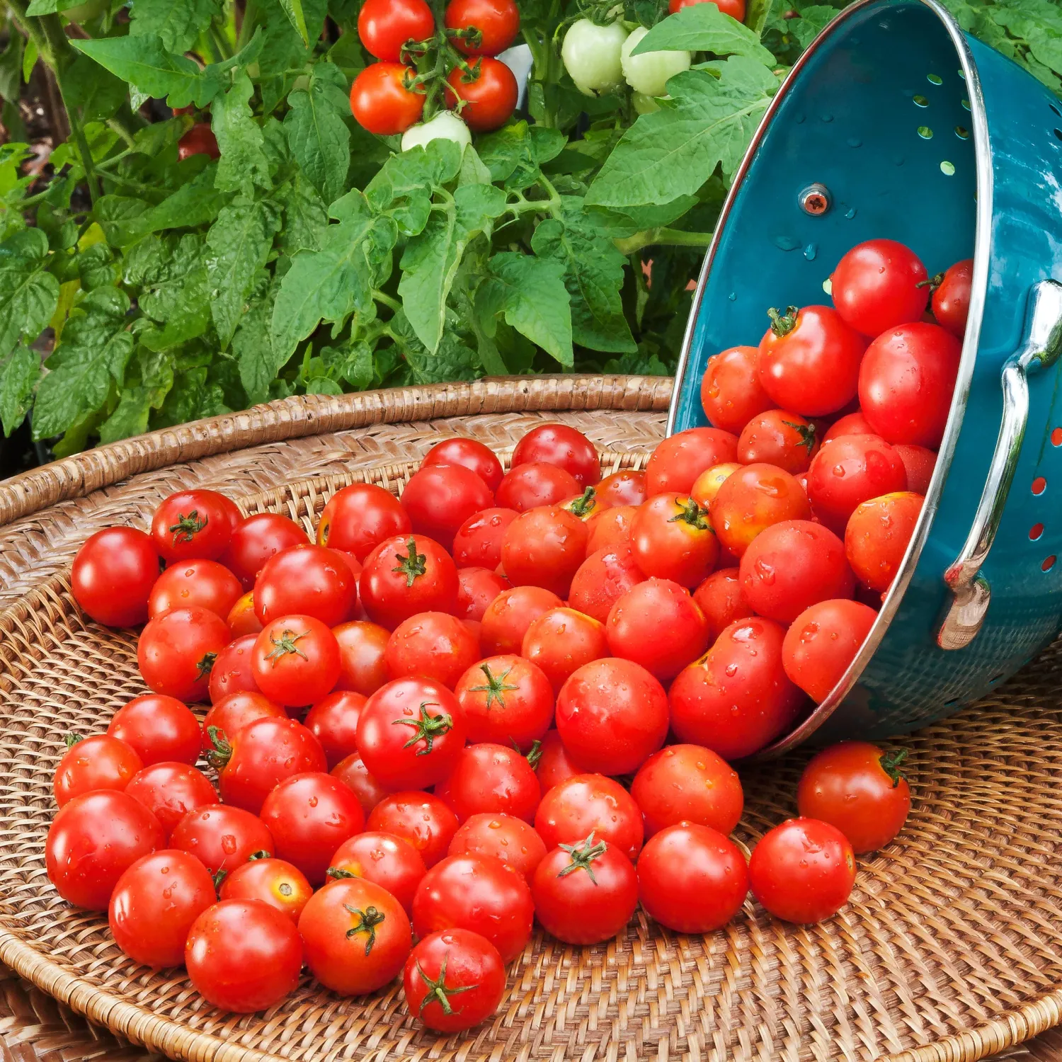 Tomato &#39;Dwarf Husky Red Cherry&#39; OG - 4&quot;