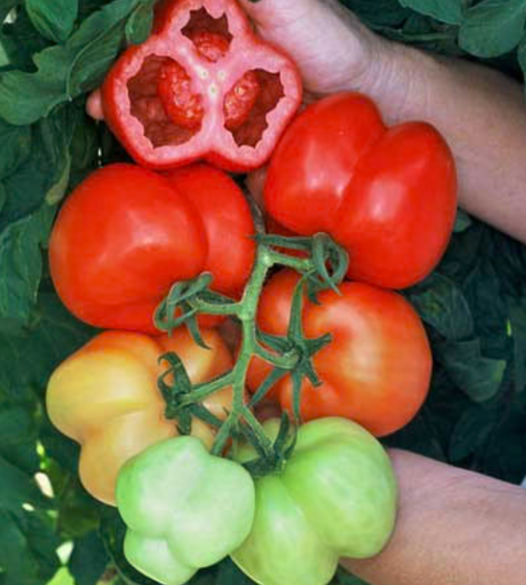 Burgess Stuffing Tomato OG-4&quot;