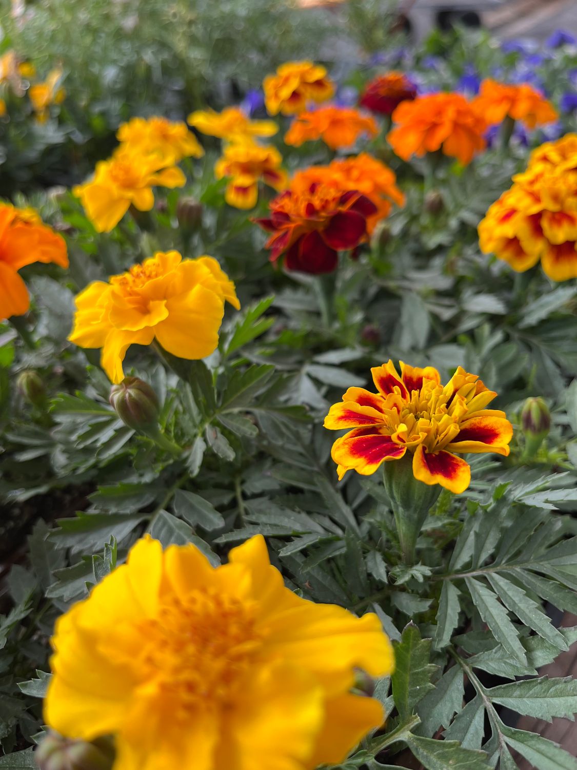 Marigold &#39;Safari Mix&#39; - 6pk