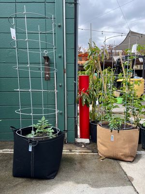Tomato Cages