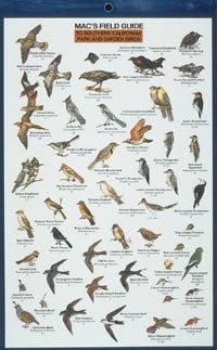 Mac&#39;s SoCal Park &amp; Garden Birds