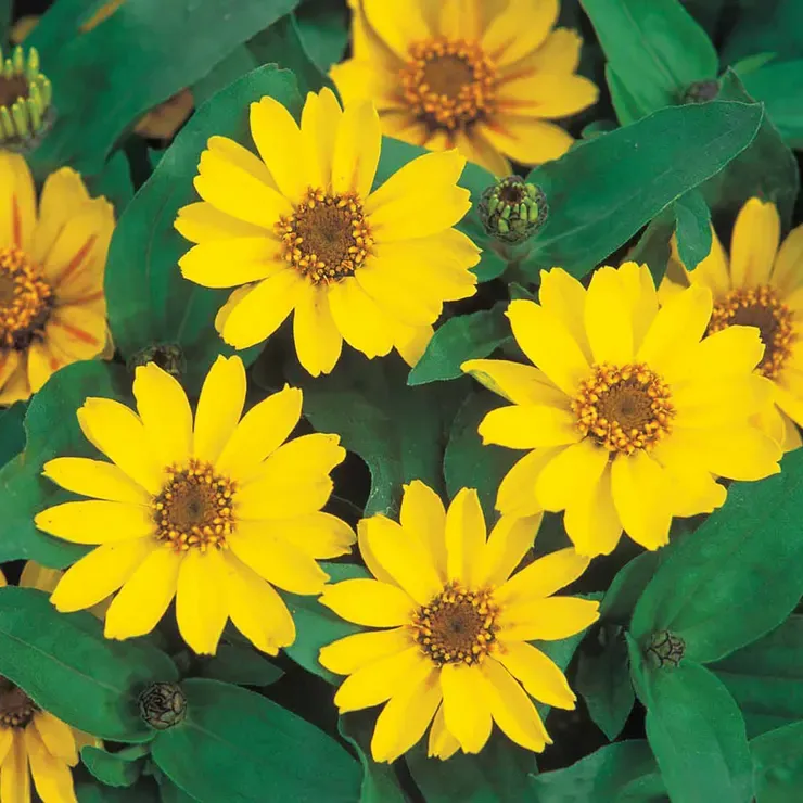 Zinnia &#39;Profusion Yellow&#39; - 4&quot;