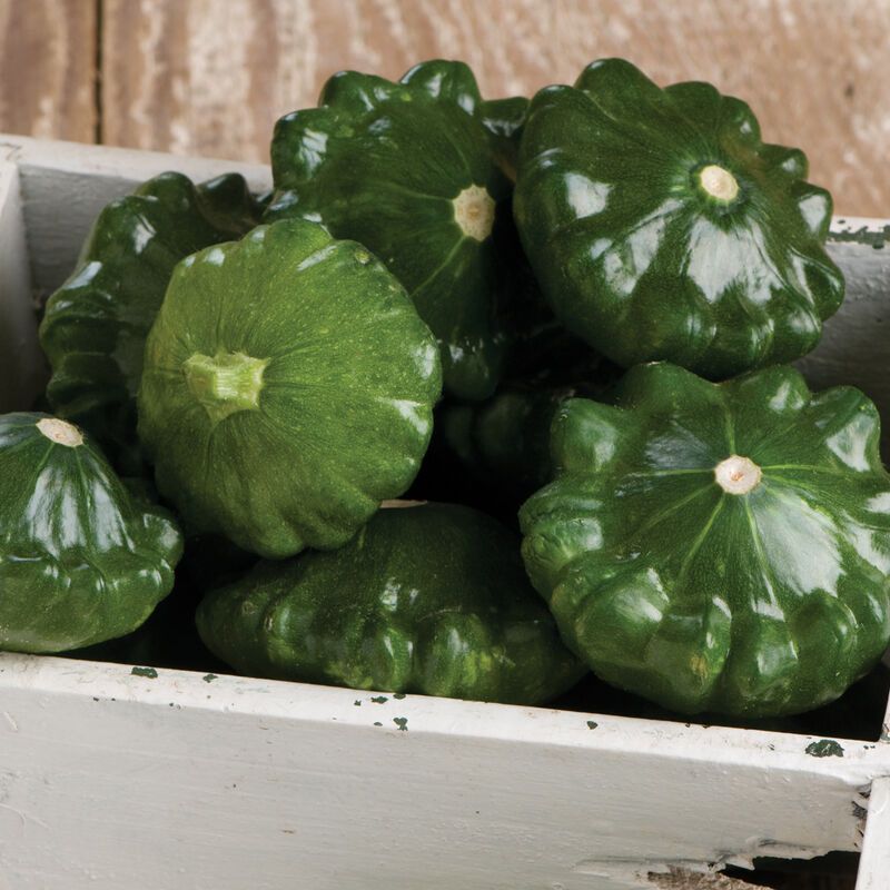 Scallop Squash &#39;G-Star&#39; - 4&quot;