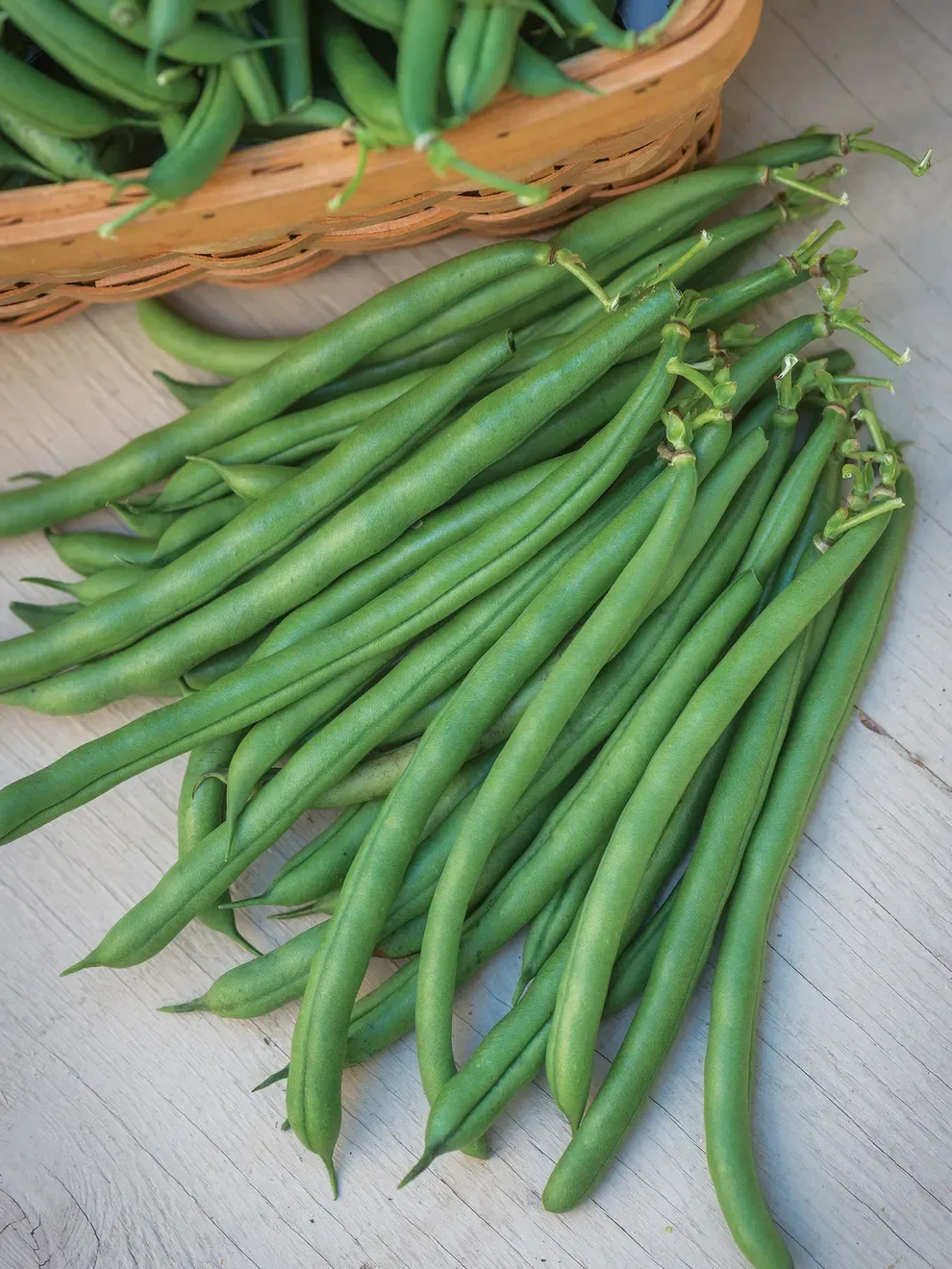 Seychelles Pole Bean - 4&quot;