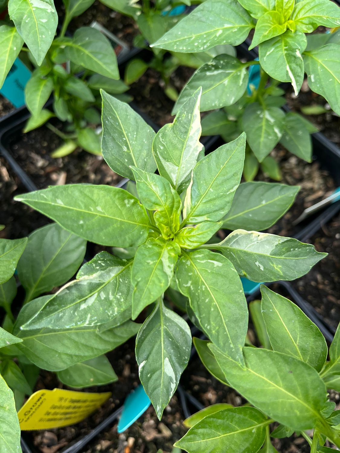Chili Pepper &#39;Fish&#39; - 4&quot;