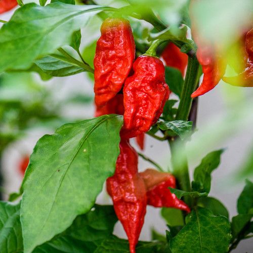 Chili Pepper &#39;Bhut Jolokia&#39; (Ghost Pepper) - 4&quot; (CG)