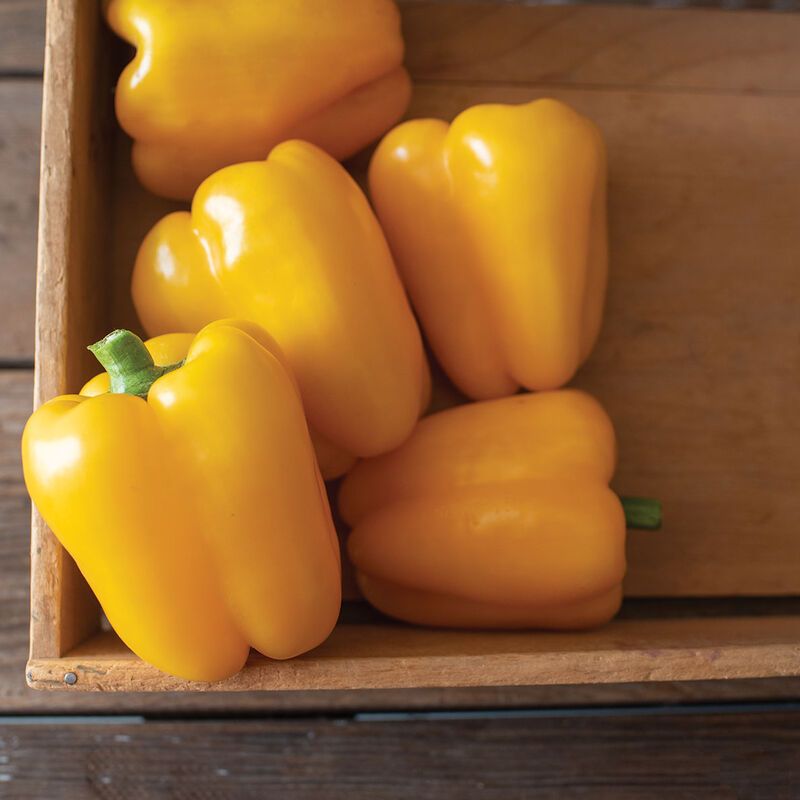 Bell Pepper &#39;Yellow&#39; - 1 gal