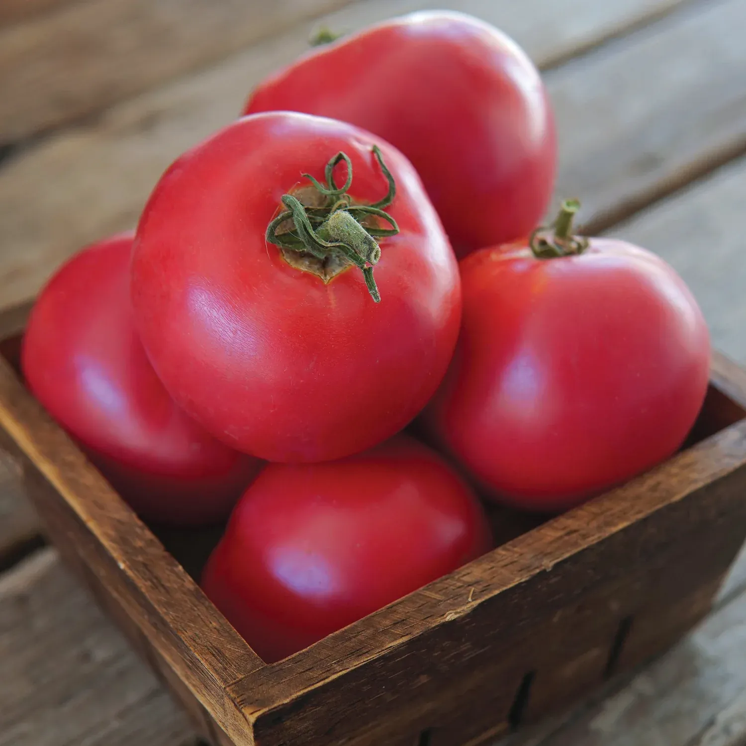 Tomato &#39;Momotaro&#39; - 4&quot; (CG)