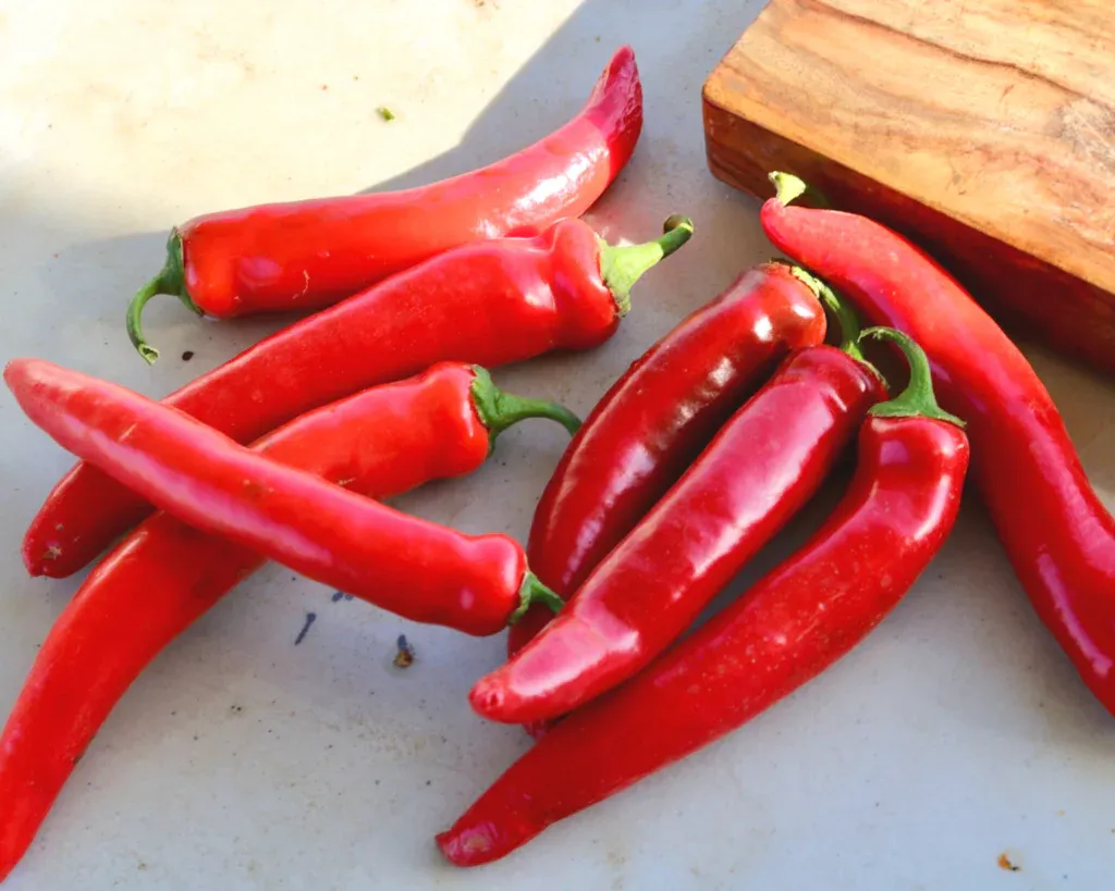 Chili Pepper &#39;Garden Salsa&#39; - 1 gal