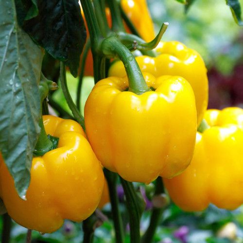 Bell Pepper &#39;Golden California Wonder&#39; - 4&quot;