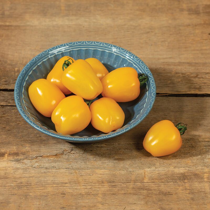Tomato &#39;Apple Yellow&#39; - 4&quot;