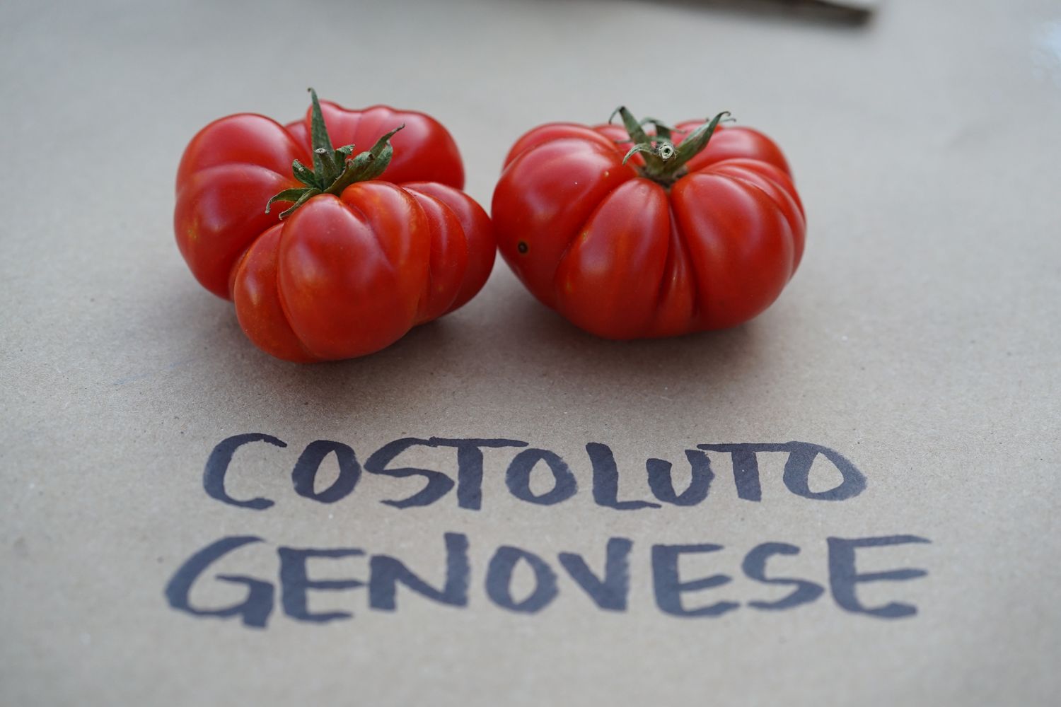Tomato &#39;Costoluto Genovese&#39; OG - 4&quot;