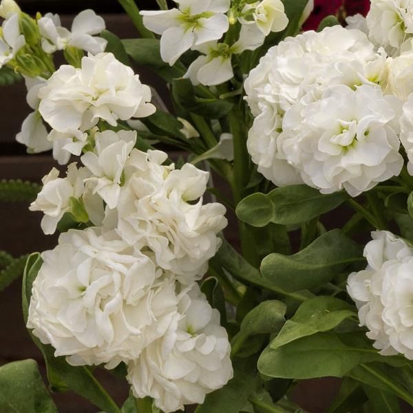 Stock &#39;Mime White&#39; - 4&quot;