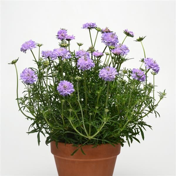 Scabiosa &#39;Flutter Deep Blue&#39; - 1g