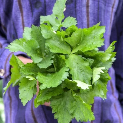 Mitsuba (Japanese Parsley) - 4&quot; (AR)
