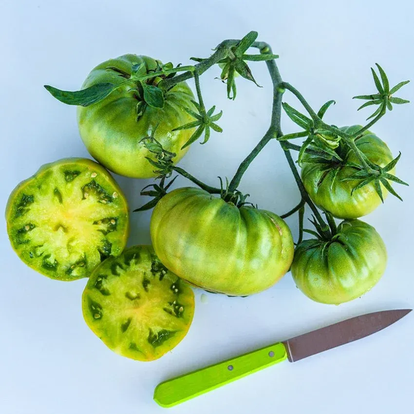 Tomato &#39;Aunt Ruby&#39;s German Green&#39; - 4&quot;