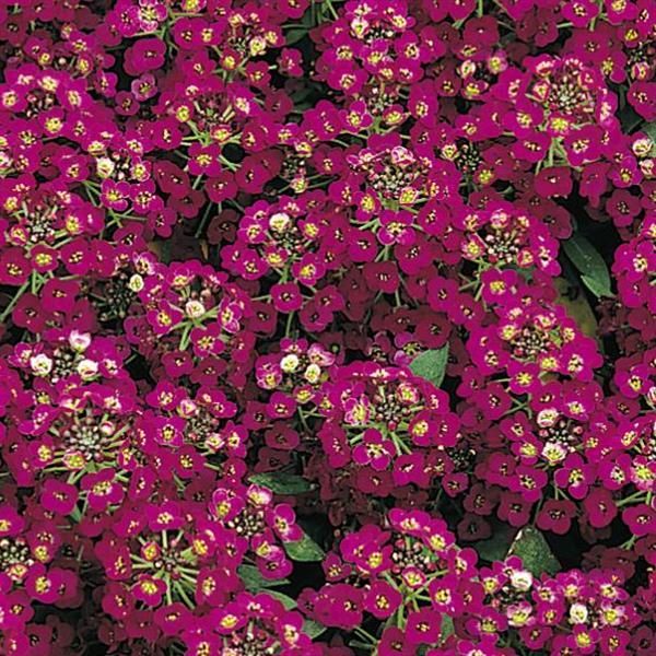 Alyssum &#39;Easter Bonnet Violet&#39; - 6pk