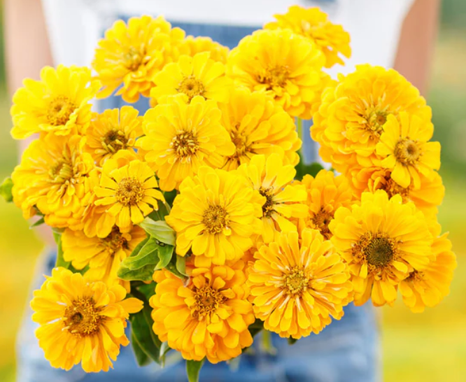 Canary Bird Zinnia Seeds