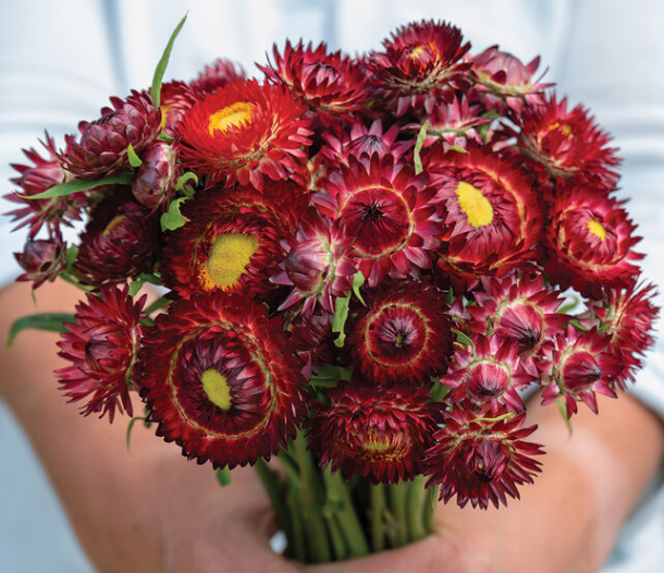 King Size Red Strawflower Seeds