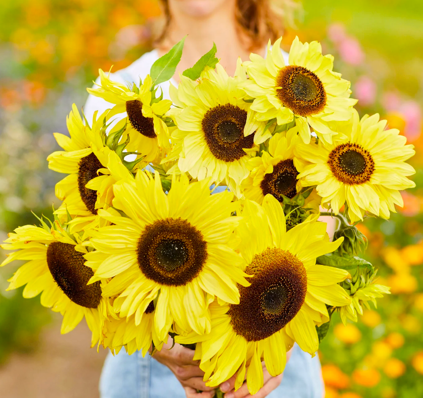 Lemon Queen Sunflower Seeds
