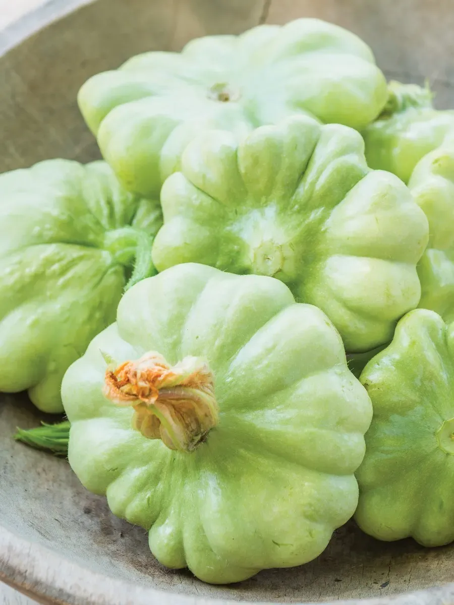 Scallop Squash &#39;Peter Pan&#39; - 6pk