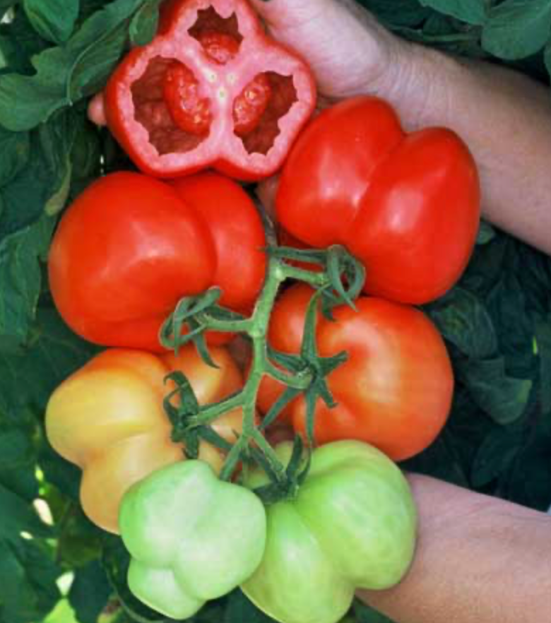 Tomato &#39;Burgess Stuffing&#39; - 1 gal