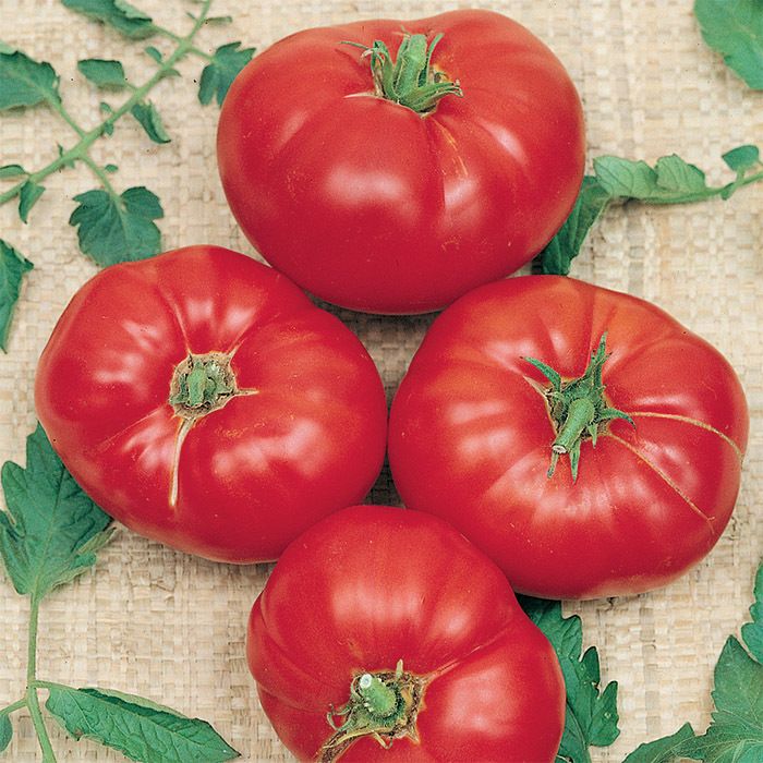 Tomato &#39;Boxcar Willie&#39; OG - 4&quot;