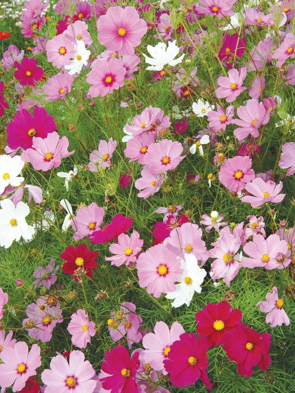 Cosmos &#39;Sensation Mix&#39; - 6pk